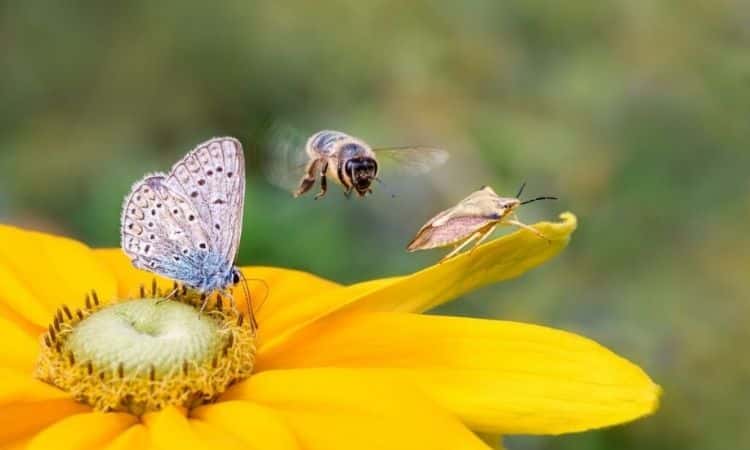 Hoe u insecten in uw tuin kunt aanmoedigen