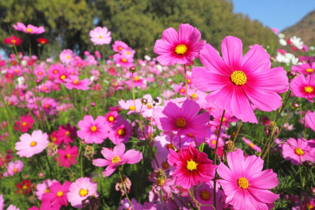 Tuin Bloemen